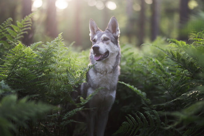 I Travel Everywhere To Create Photo's Of Dogs