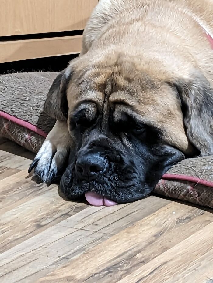 This Is Poppy, My Mastiff, Having Her Beauty Sleep. She's Snoring