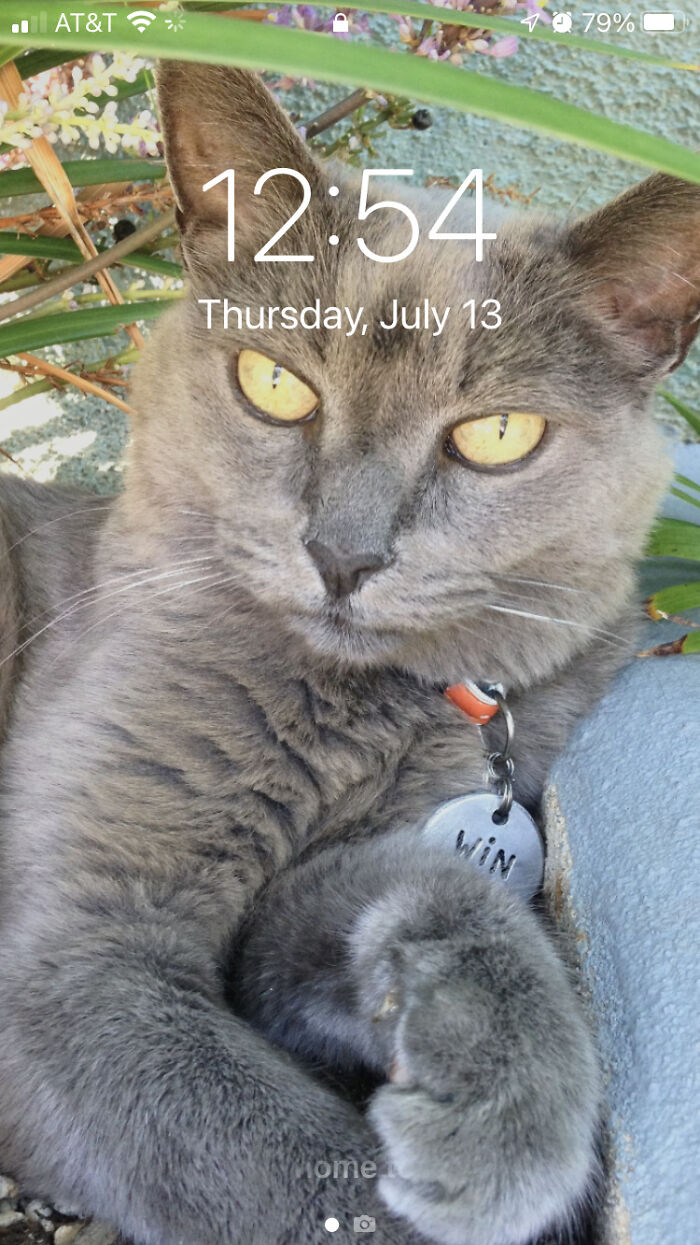 Wintressia, 1998-2018. My Best Friend For 20 Years. I Still Miss You Every Single Day, Grayfur