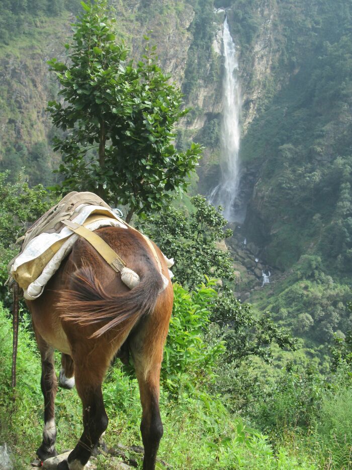 Spending 12 Days Trekking To Everest Base Camp With The Joyful Presence Of A Four-Legged Friend (8 Pics)