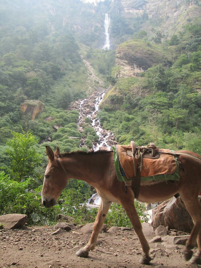 Spending 12 Days Trekking To Everest Base Camp With The Joyful Presence Of A Four-Legged Friend (8 Pics)