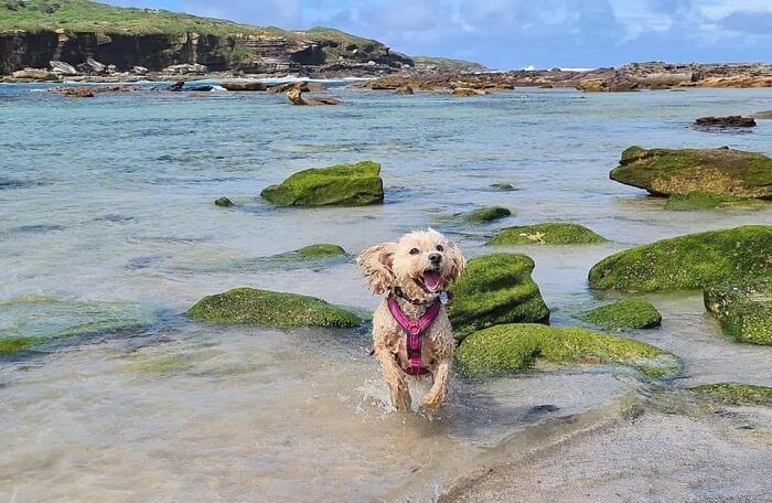 My Dog, Latte Photo From Her Playgroup, She's 13yrs Old