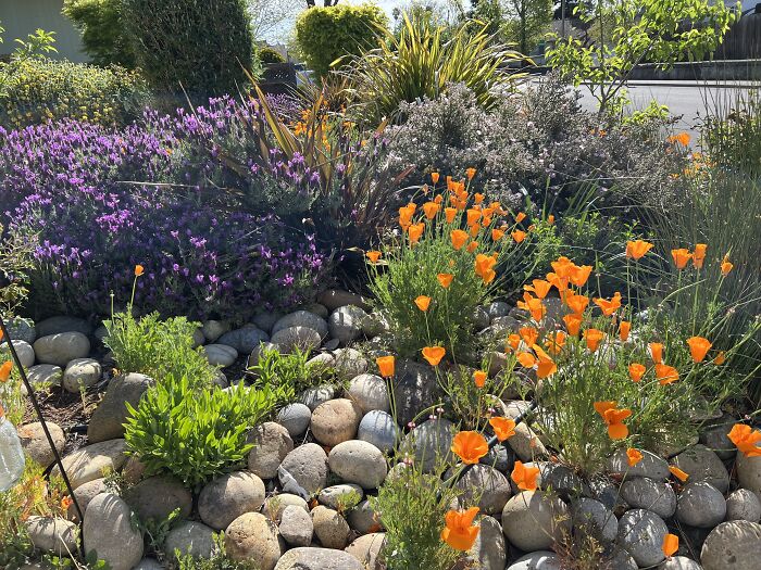 Spring Superbloom After Tons Of Winter Rain