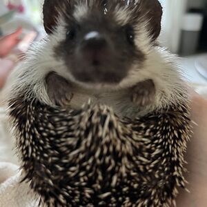 brysonchrisman_1 avatar