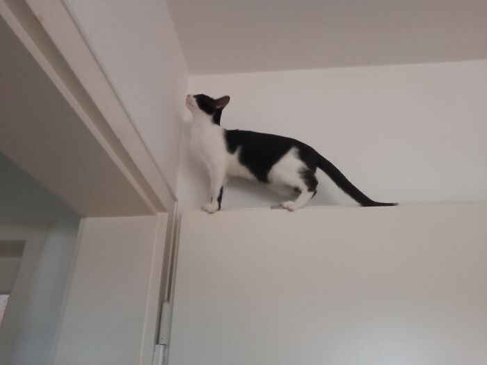 How Did He Even Get On The Door?