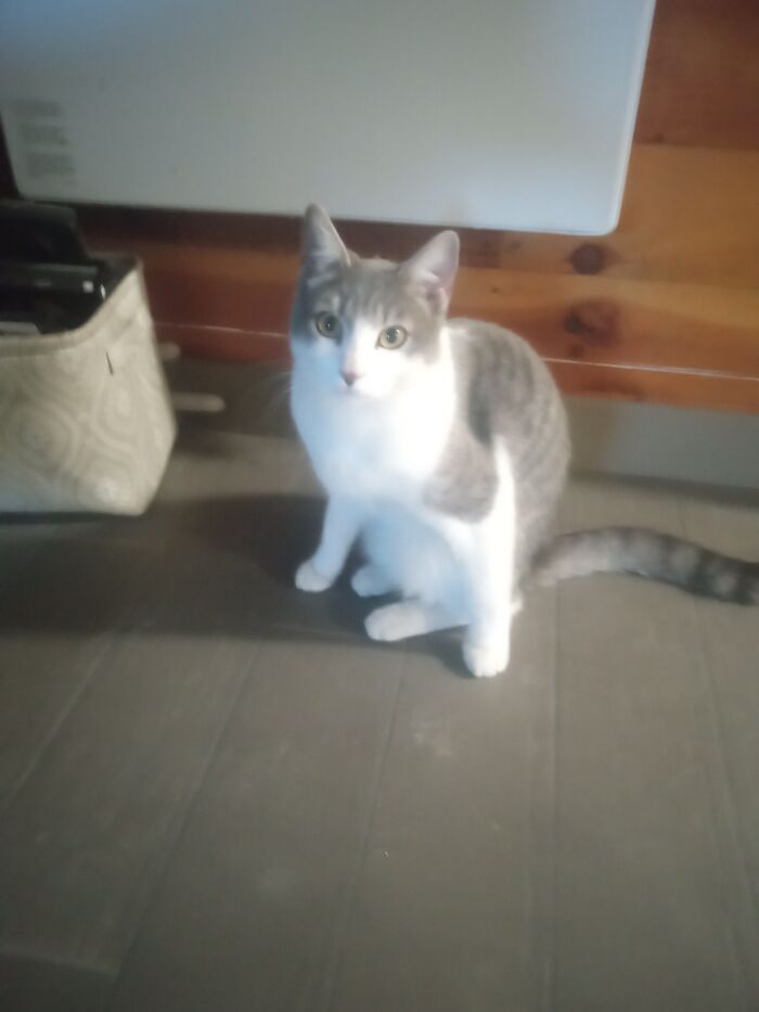 I Set This As My Pfp, He Is Sitting Like A Gorrila