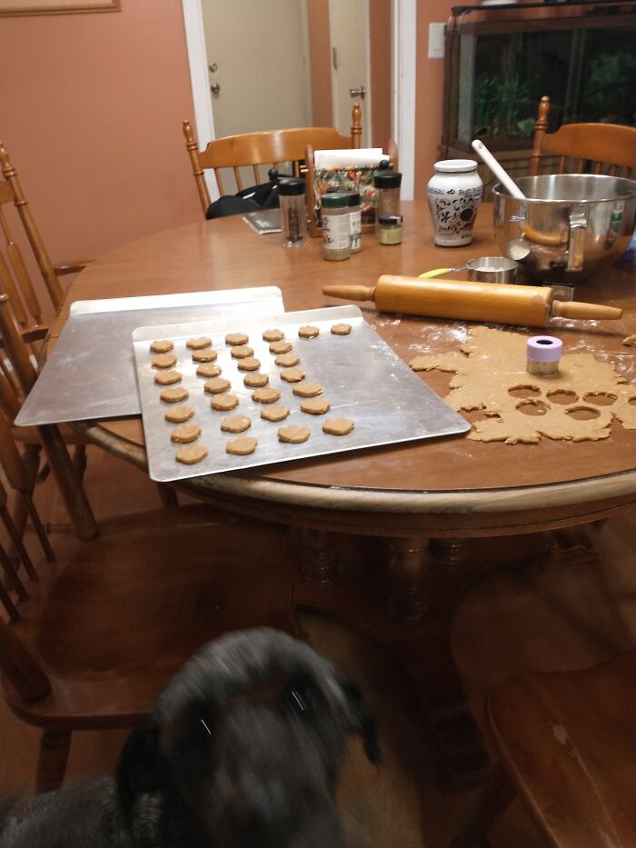 My Dog Waiting For Her Dog Treats To Be Done :)