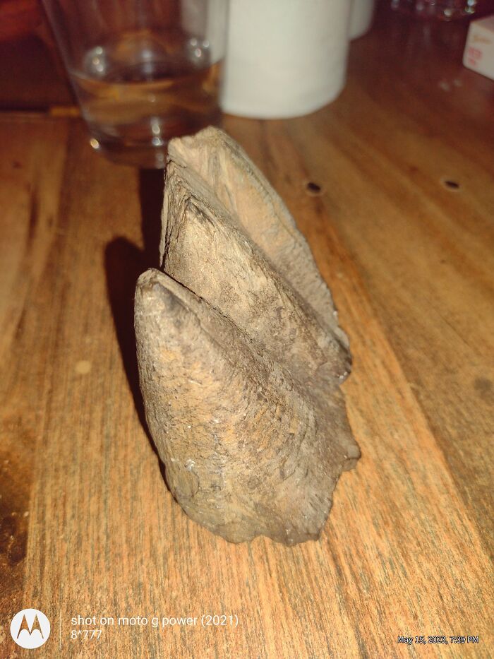 The Oldest Thing In My House... Pachycephlasaur Spikes (Dinosaur Fossil Cranial Spikes)