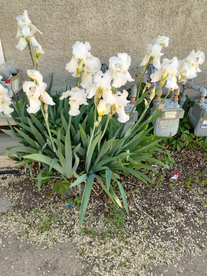 The Newest Thing...ok, So They're Outside My Backdoor 😁