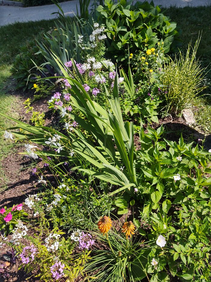 Part Of My Front Garden