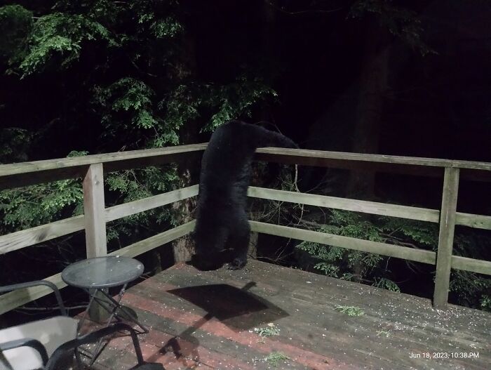 Juvie 🐻 Hasn't Quite Gotten The Hang Of Getting Down Yet!