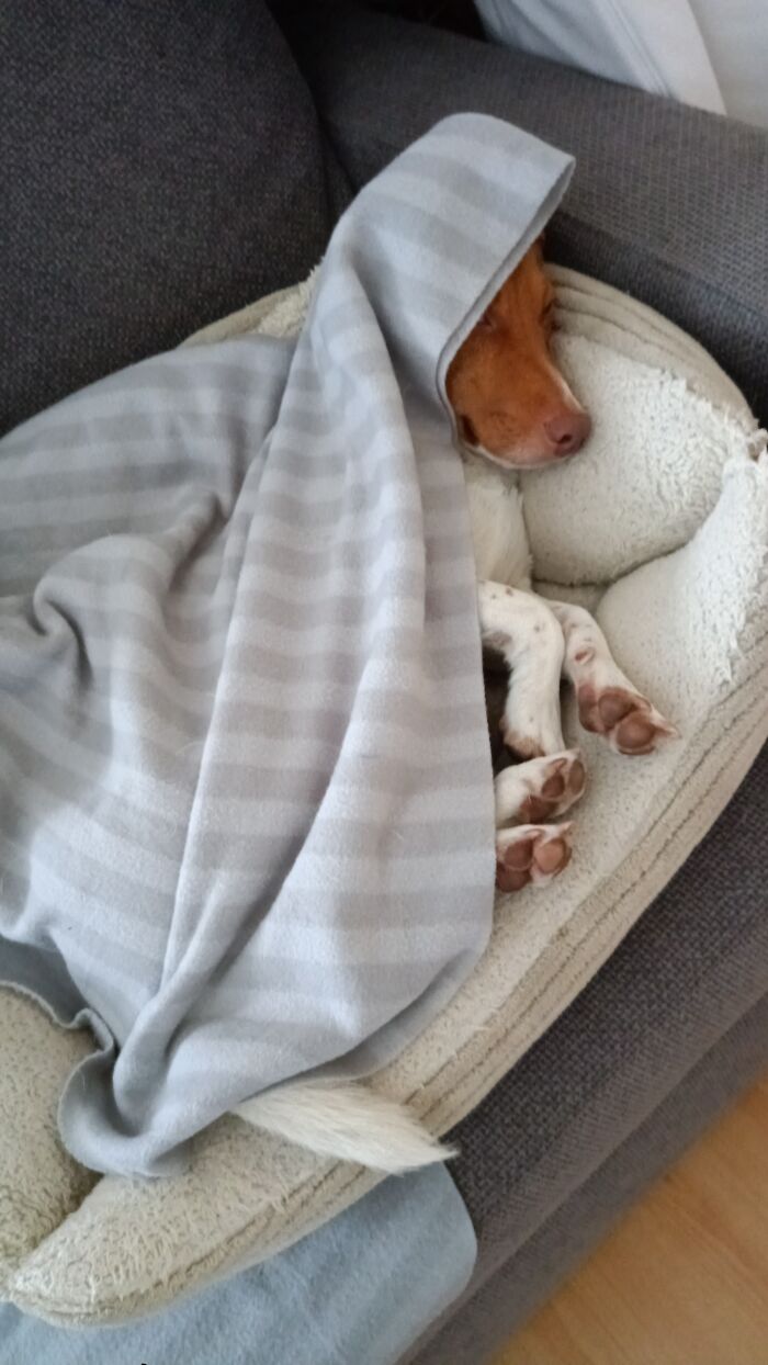 The Force Is Not Strong With This One (Milo)