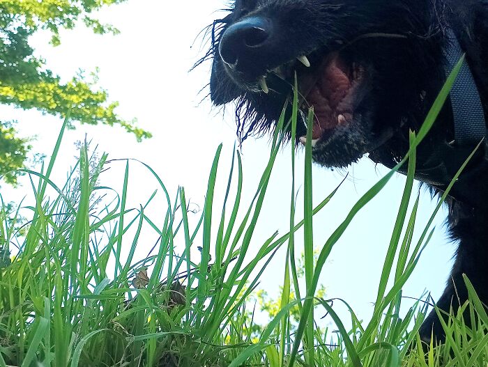 I Call This Piece Of Artwork, " A Fluffy Beast's Daily Grass Consumption"