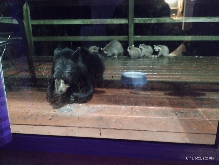 Not My Pets But I Do Consider Them Family! They Usually Come In Shifts But They Tend To Get Along When They Are Both Present