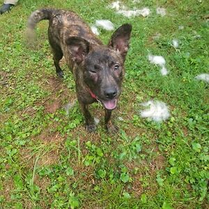 evangelenehill avatar