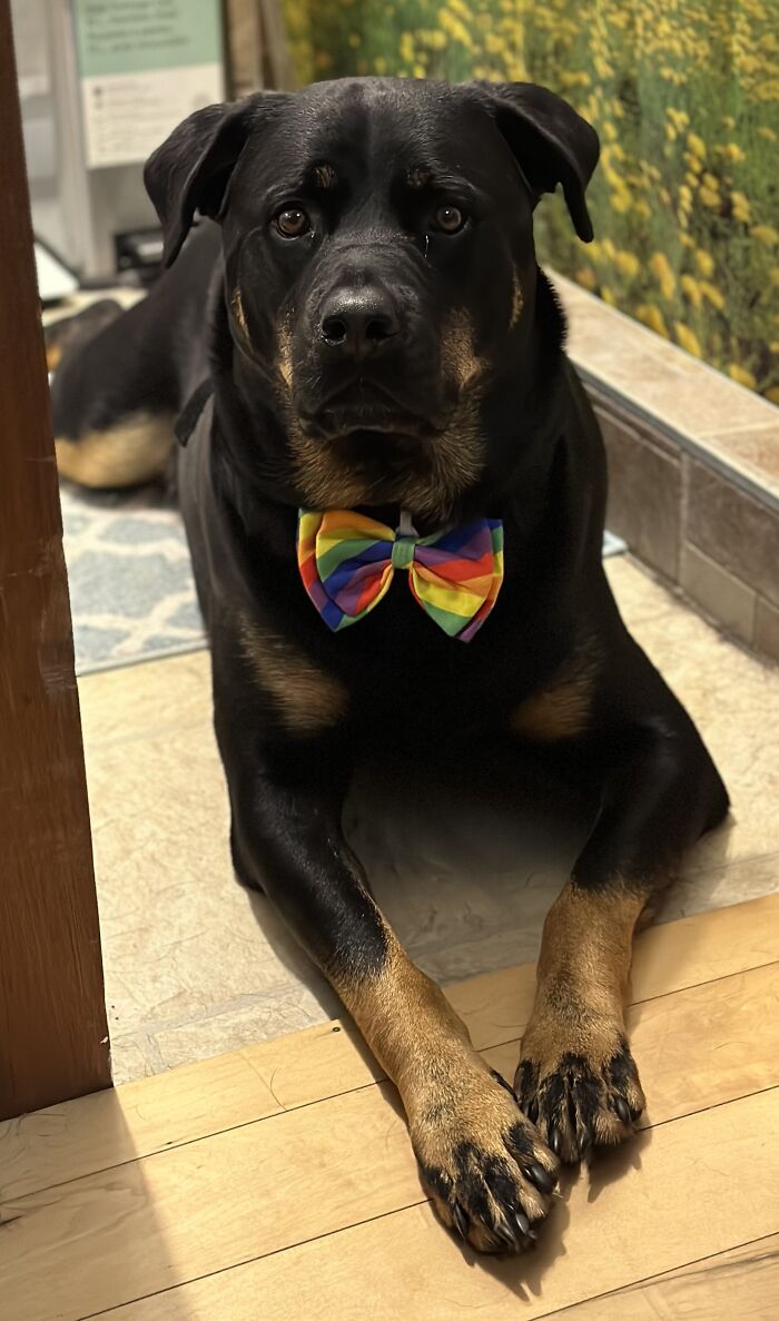 Achilles, Rockin’ His New Tie!