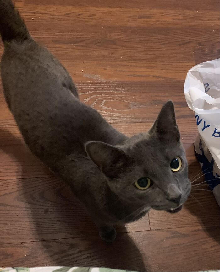 I Found This Goober On The Side Of A Busy Highway Last Year While My Parents Were Out Of Town. So Glad I Got To Keep Him!