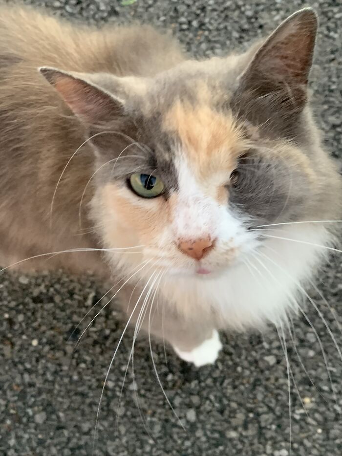 Little Lady Needed Vet Visit After Visit For A Good Month Or So (Unrelated, Just Did Dumb Stuff)