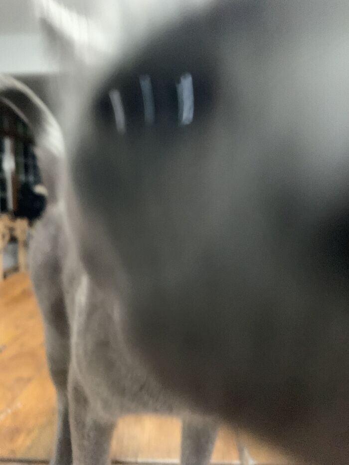 I Guess The Camera Smelled Good