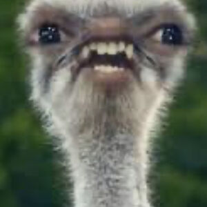 jesselinlaster avatar