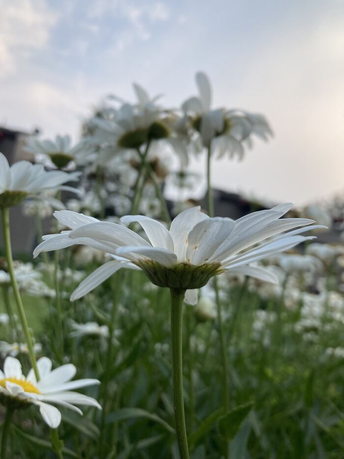 This Is A Photo Of A Daisy, It Always Calms Me Down
