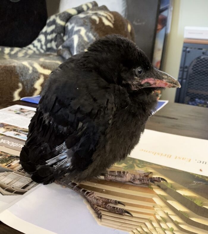 Extraordinary Tale Of A Rescued Baby Raven&rsquo;s Affectionate Mornings With His New Mom