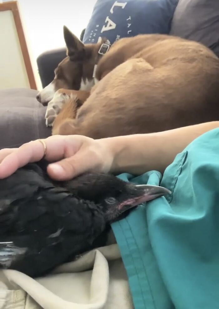 Extraordinary Tale Of A Rescued Baby Raven&rsquo;s Affectionate Mornings With His New Mom