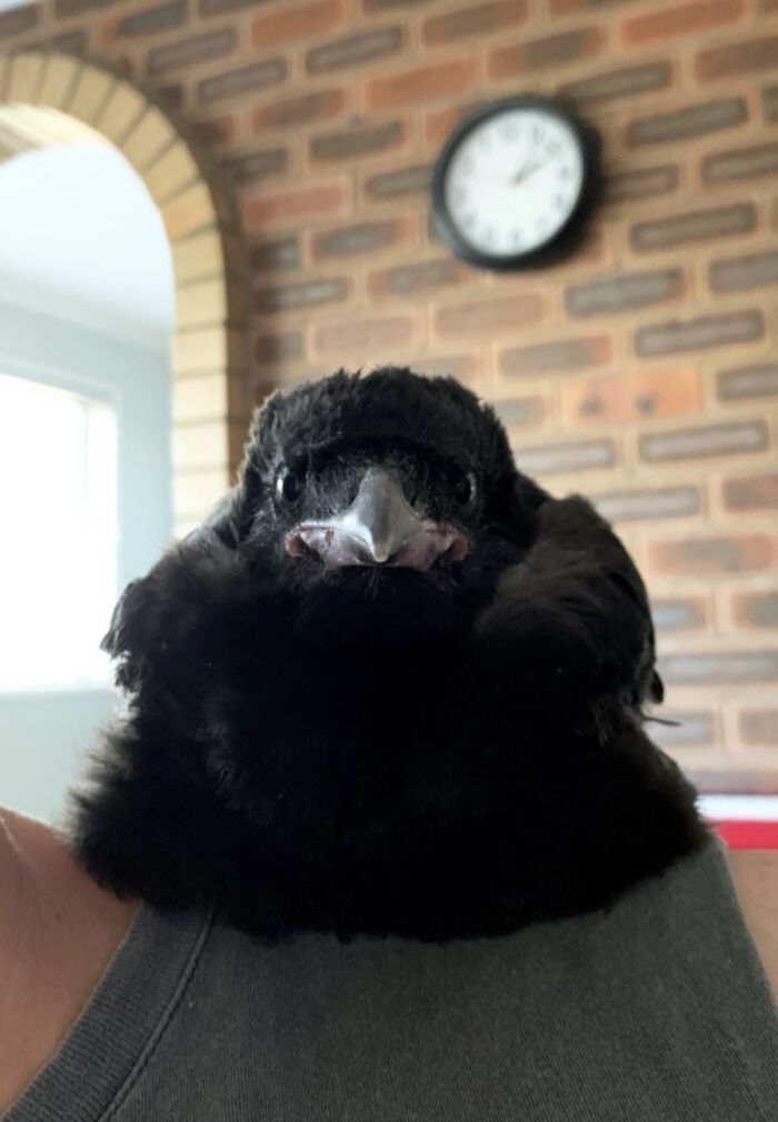 Extraordinary Tale Of A Rescued Baby Raven&rsquo;s Affectionate Mornings With His New Mom