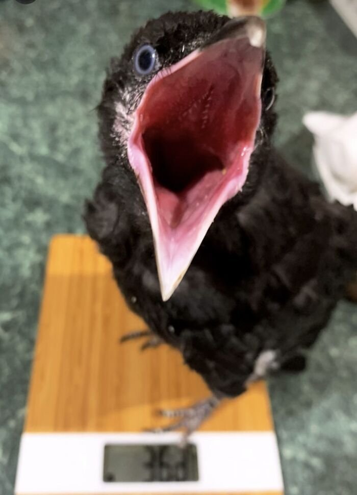Extraordinary Tale Of A Rescued Baby Raven&rsquo;s Affectionate Mornings With His New Mom