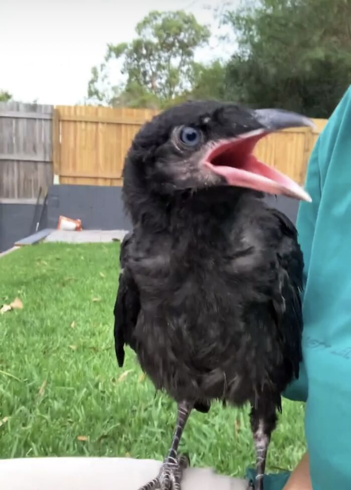 Extraordinary Tale Of A Rescued Baby Raven&rsquo;s Affectionate Mornings With His New Mom