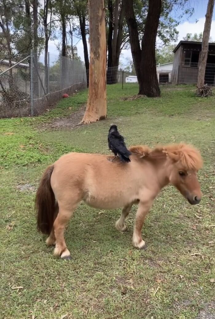 Extraordinary Tale Of A Rescued Baby Raven&rsquo;s Affectionate Mornings With His New Mom