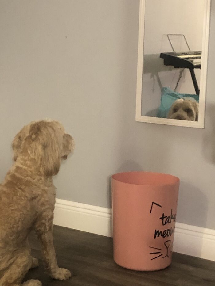 Maxx Contemplating Life After A Run In With A Bigger Dog Who Tried To Hurt Us :(