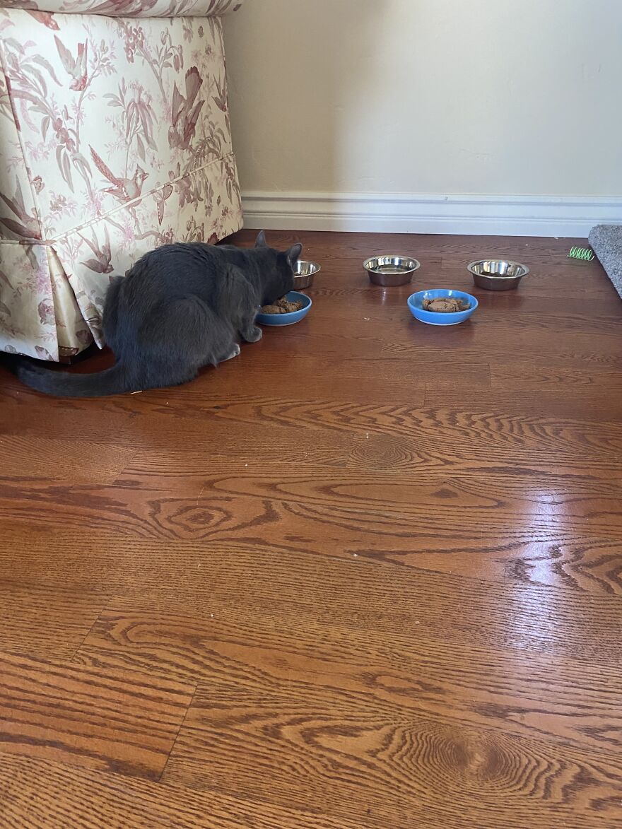 6 Photos Of My Adorable Cats