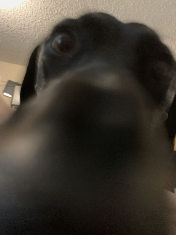 Snowball Thinks She Can Be All Up In Our Business 😂