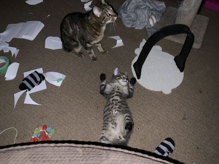 Sorry About The Mess But Here Is Da Children (Samsquatch And Bean)