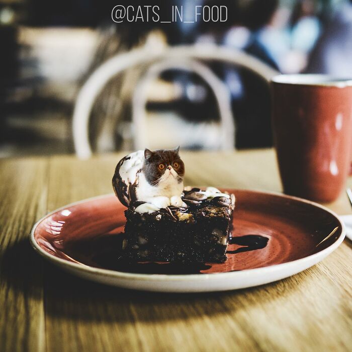 In An Oddly Cute Way, This Artist Keeps Pairing Cats With Food (New Pics)