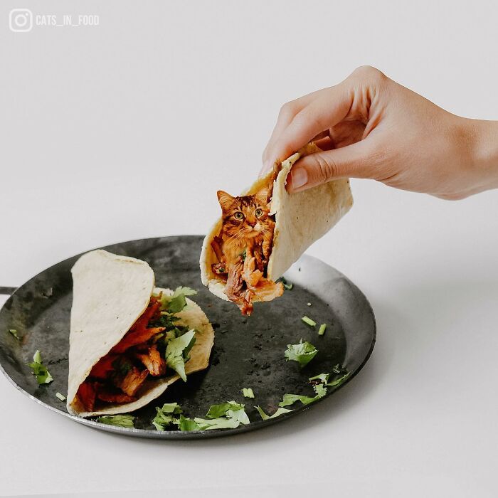 In An Oddly Cute Way, This Artist Keeps Pairing Cats With Food (New Pics)