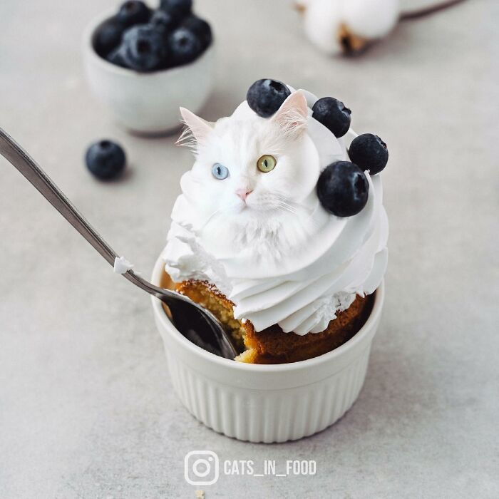 In An Oddly Cute Way, This Artist Keeps Pairing Cats With Food (New Pics)