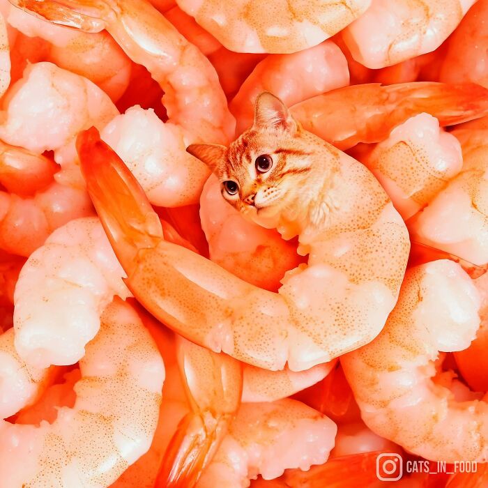 In An Oddly Cute Way, This Artist Keeps Pairing Cats With Food (New Pics)