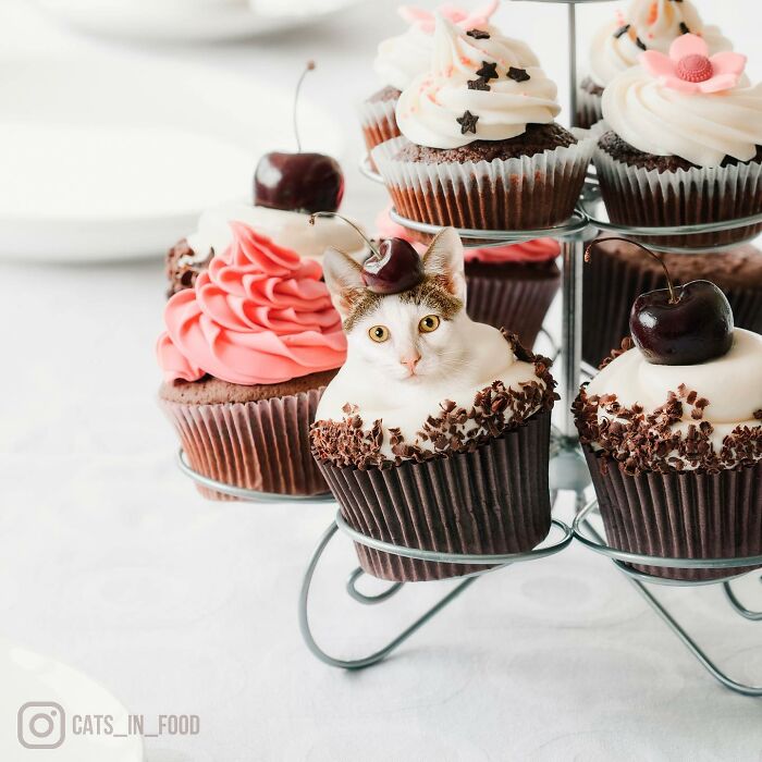 In An Oddly Cute Way, This Artist Keeps Pairing Cats With Food (New Pics)