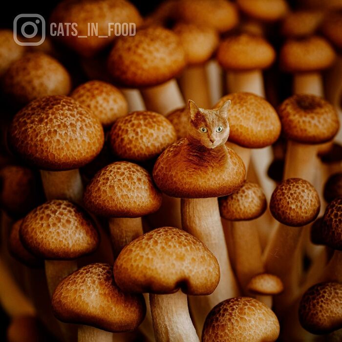 In An Oddly Cute Way, This Artist Keeps Pairing Cats With Food (New Pics)