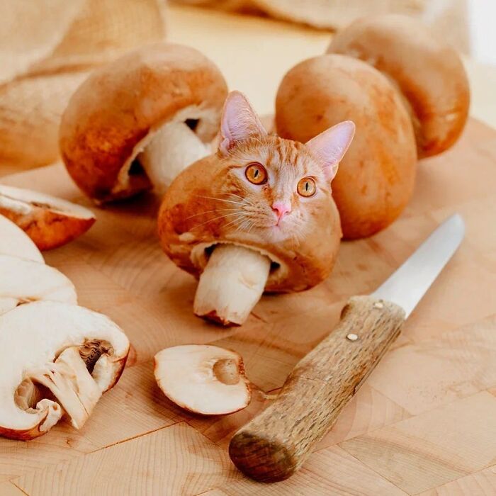 In An Oddly Cute Way, This Artist Keeps Pairing Cats With Food (New Pics)