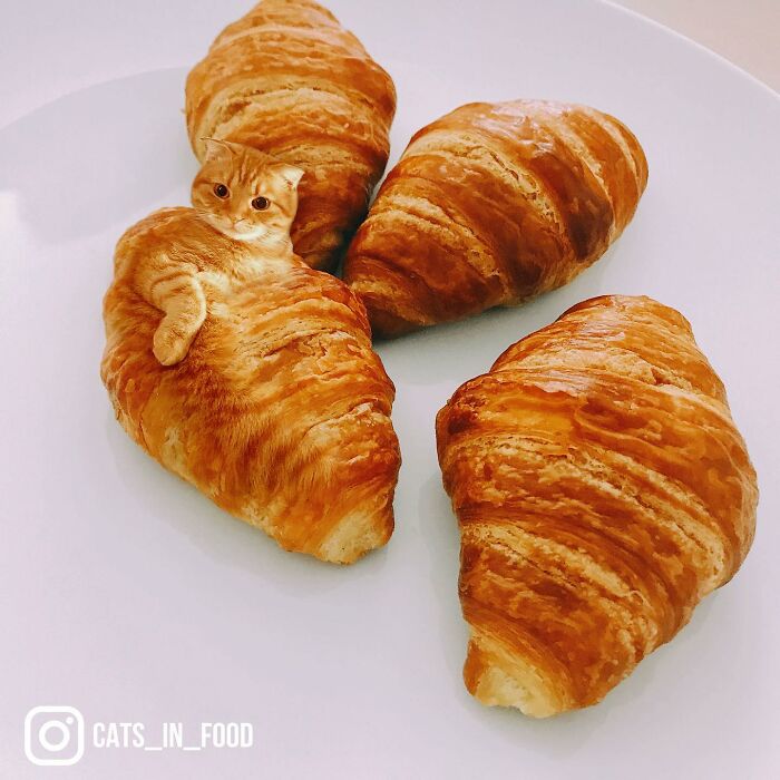 In An Oddly Cute Way, This Artist Keeps Pairing Cats With Food (New Pics)