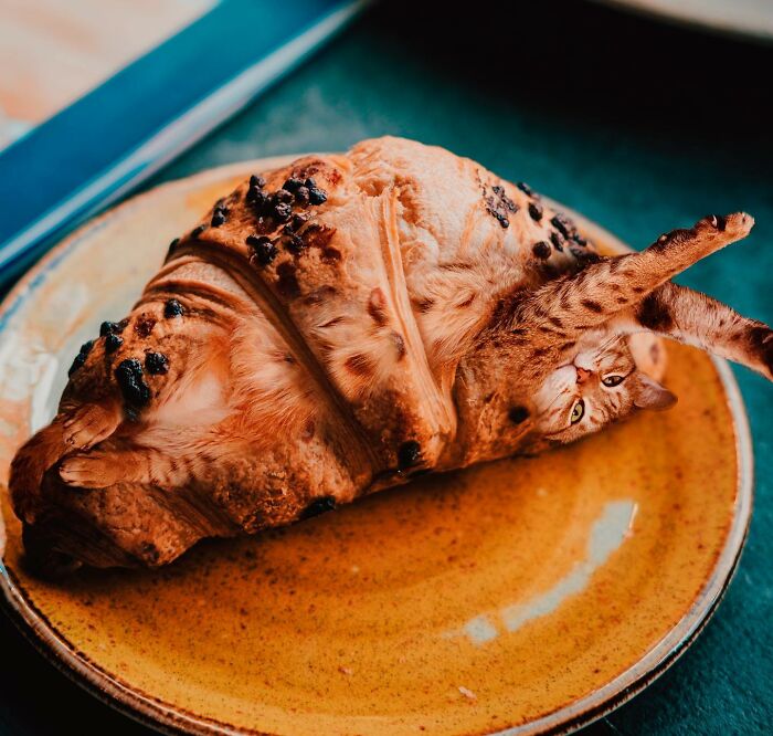 In An Oddly Cute Way, This Artist Keeps Pairing Cats With Food (New Pics)