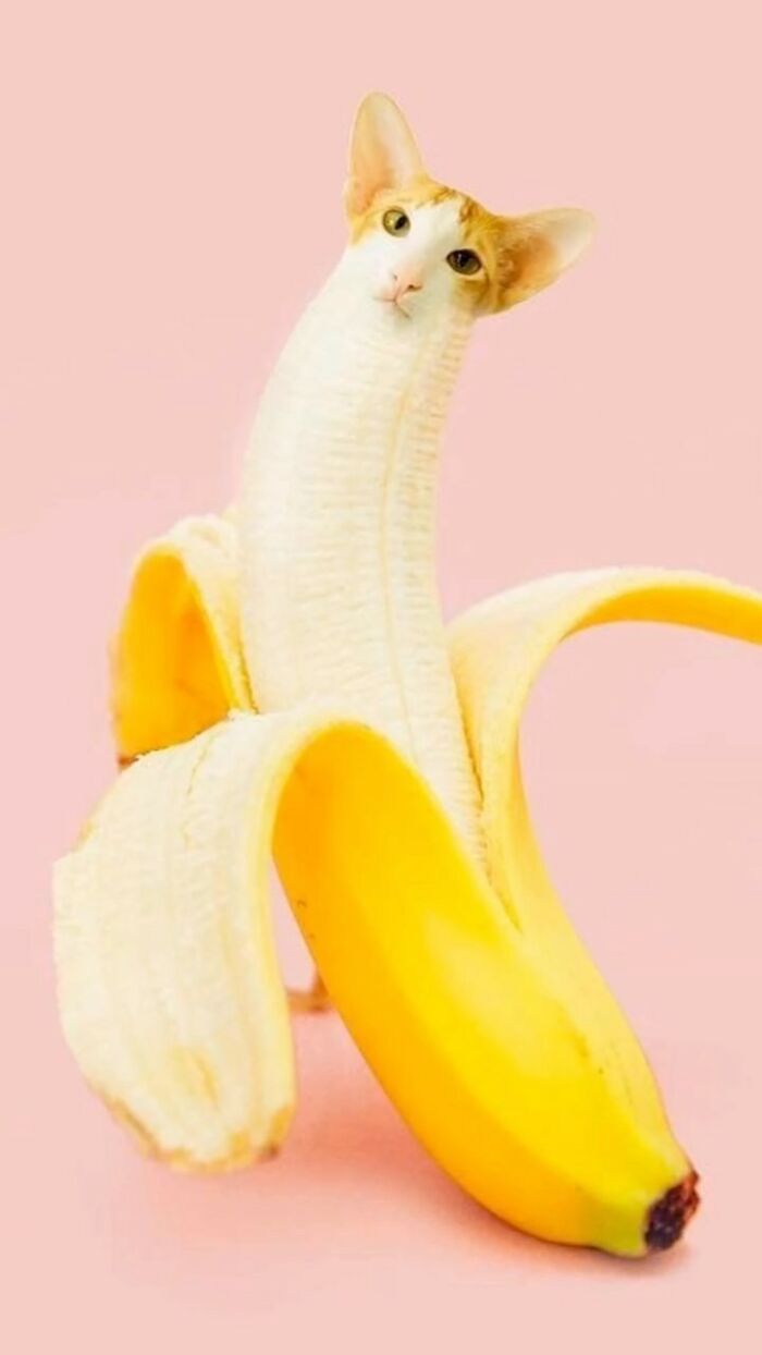 In An Oddly Cute Way, This Artist Keeps Pairing Cats With Food (New Pics)