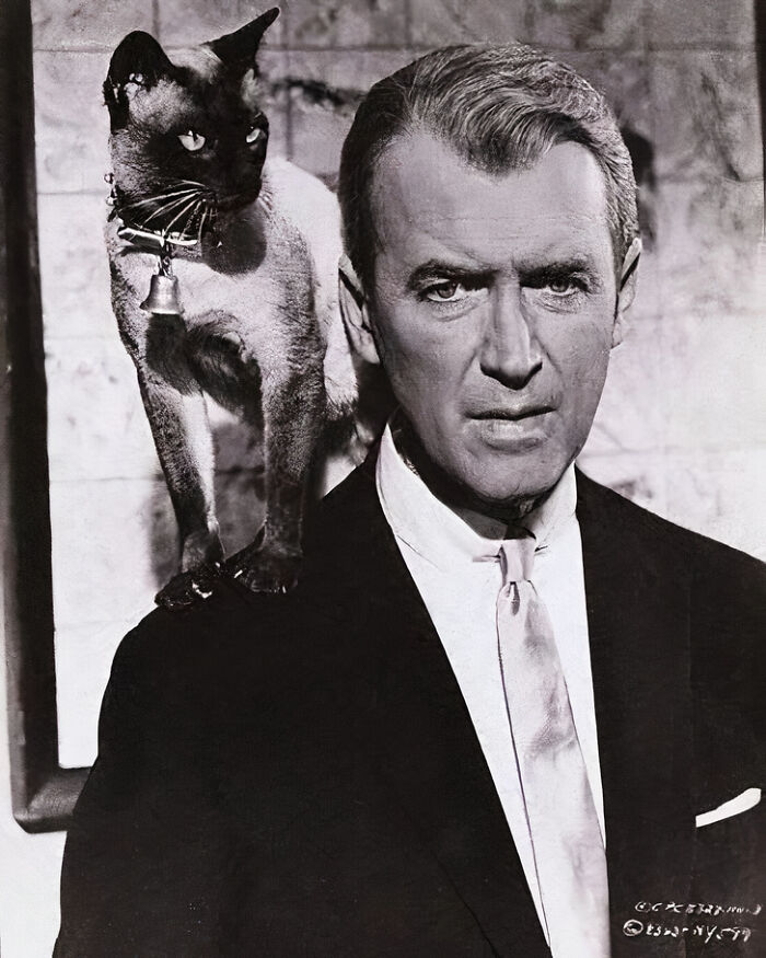 Journalist Rescues 20th-Century Photos Depicting Felines In Various Scenes (61 New Pics)