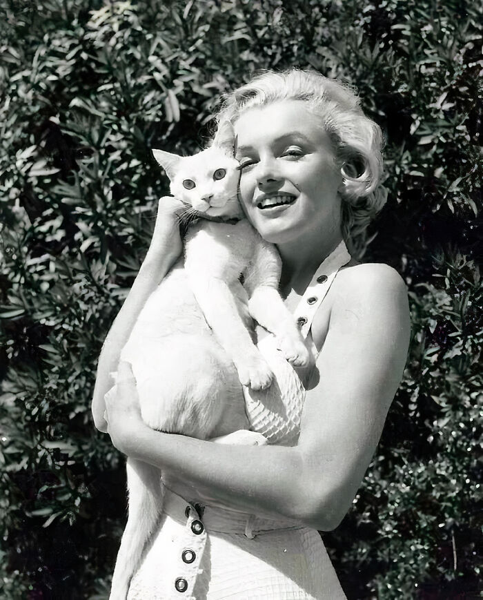 Journalist Rescues 20th-Century Photos Depicting Felines In Various Scenes (61 New Pics)