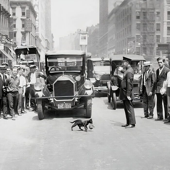 Journalist Rescues 20th-Century Photos Depicting Felines In Various Scenes (61 New Pics)
