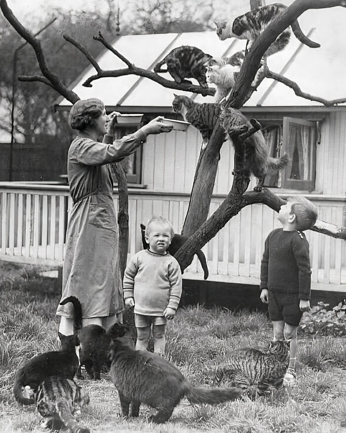 Journalist Rescues 20th-Century Photos Depicting Felines In Various Scenes (61 New Pics)