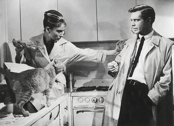 Journalist Rescues 20th-Century Photos Depicting Felines In Various Scenes (61 New Pics)